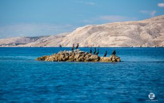 prvić-island-luka-tabako-photography (4)